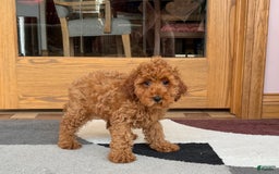 Cockapoo dogs for sale: Curtis - Image 9