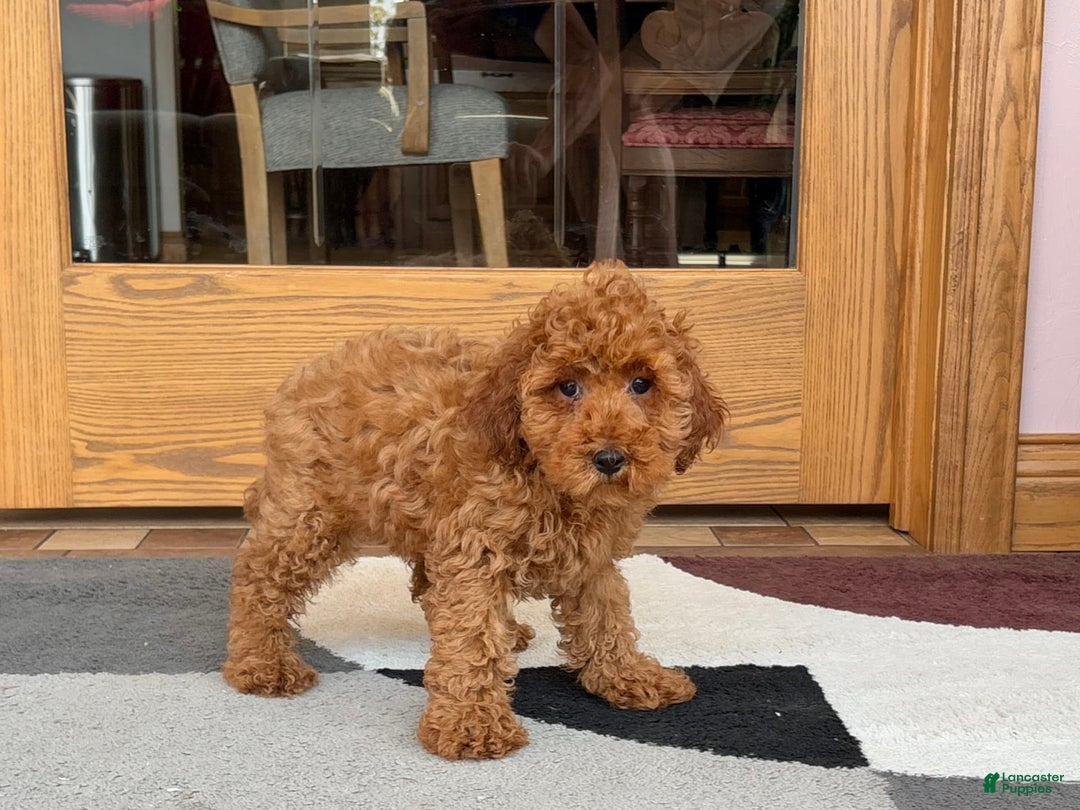 Cockapoo dogs for sale: Curtis - Image 9