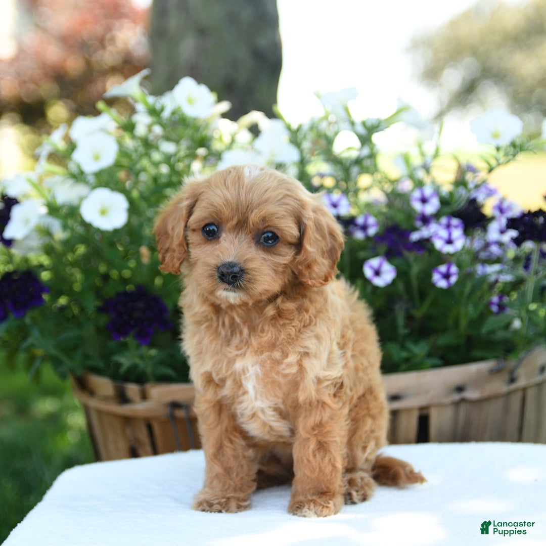 Cavapoo dogs for sale: Cookie - Image 4