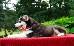 Siberian Husky dogs for sale: Gretta - Image 1
