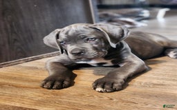 Cane Corso dogs for sale: Daisy - Image 3