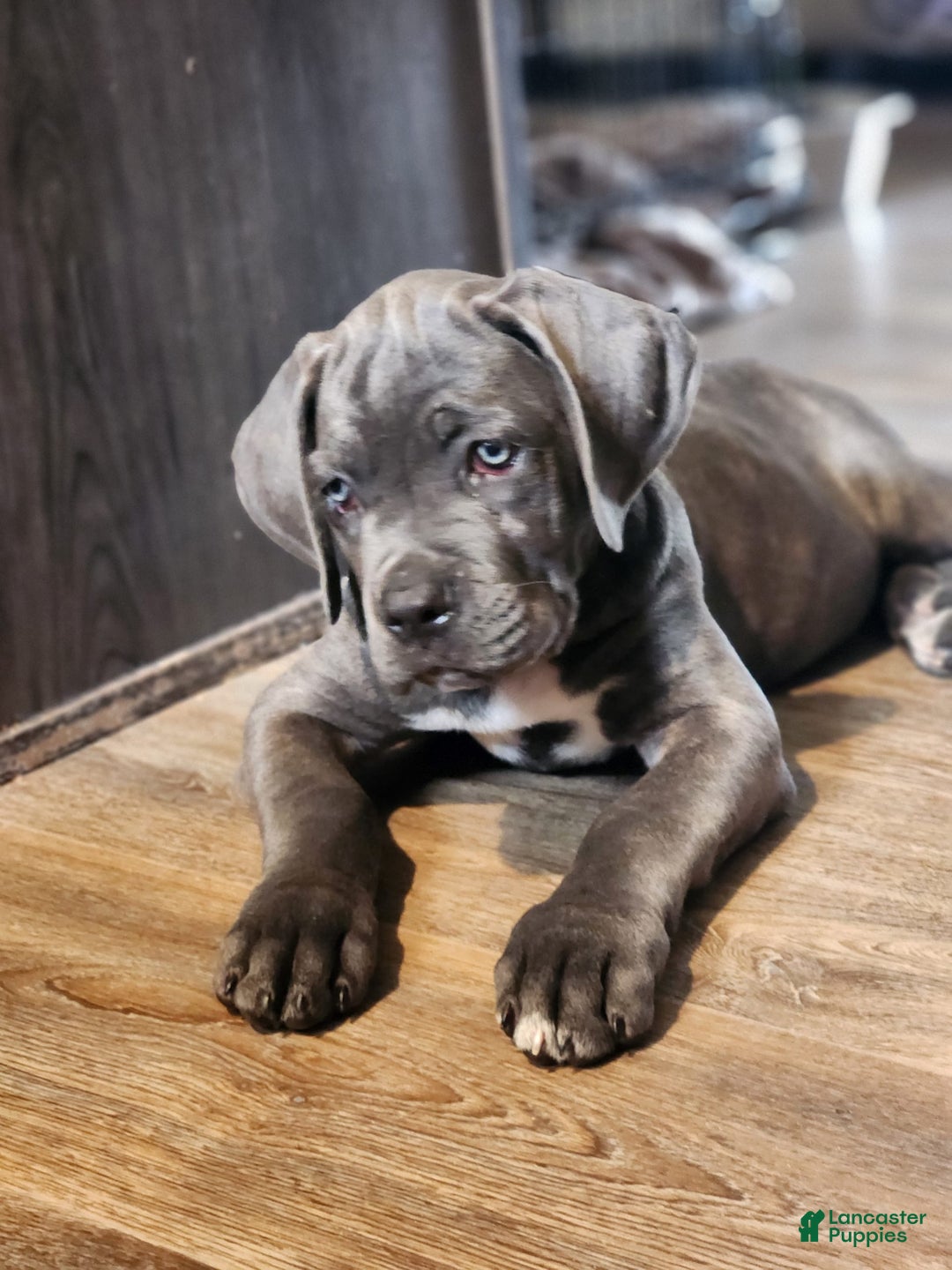 Cane Corso dogs for sale: Daisy - Image 3