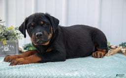 Rottweiler dogs for sale: Rottweiler 7 puppies - Image 10