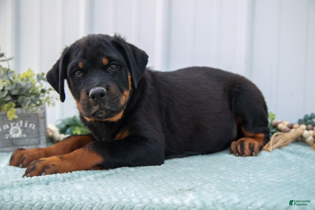 Rottweiler dogs for sale: Rottweiler 7 puppies - Image 10