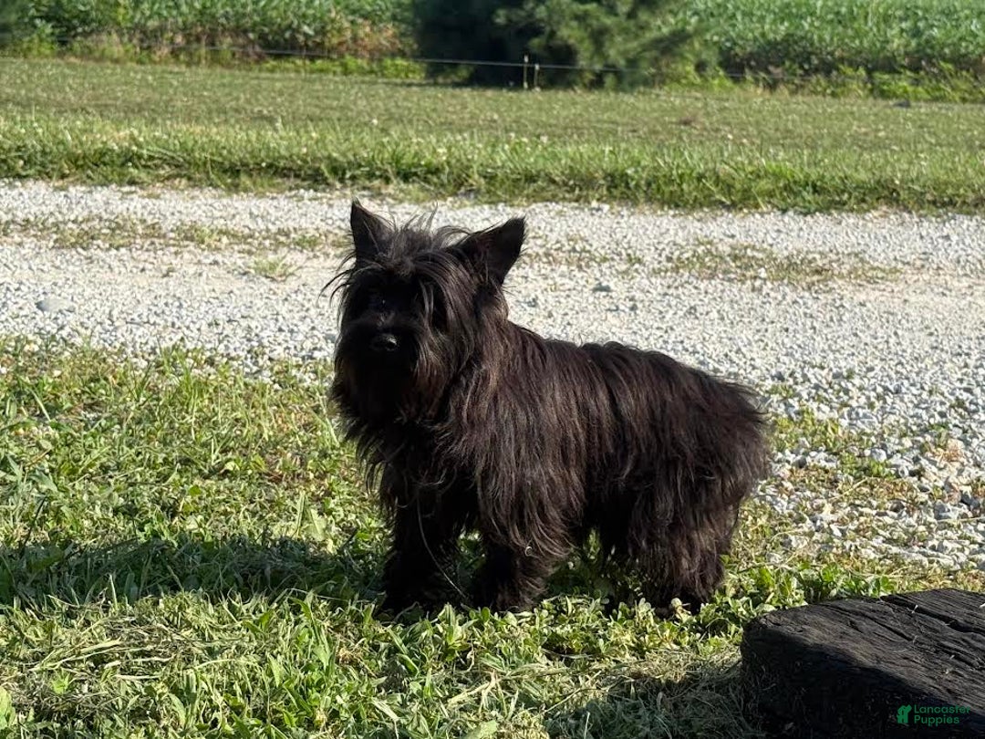 Miniature Schnauzer dogs for sale: Tammy - Image 1