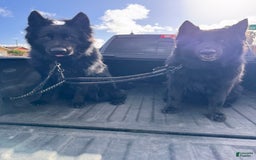 German Shepherd dogs for sale: Nemesis - Image 9