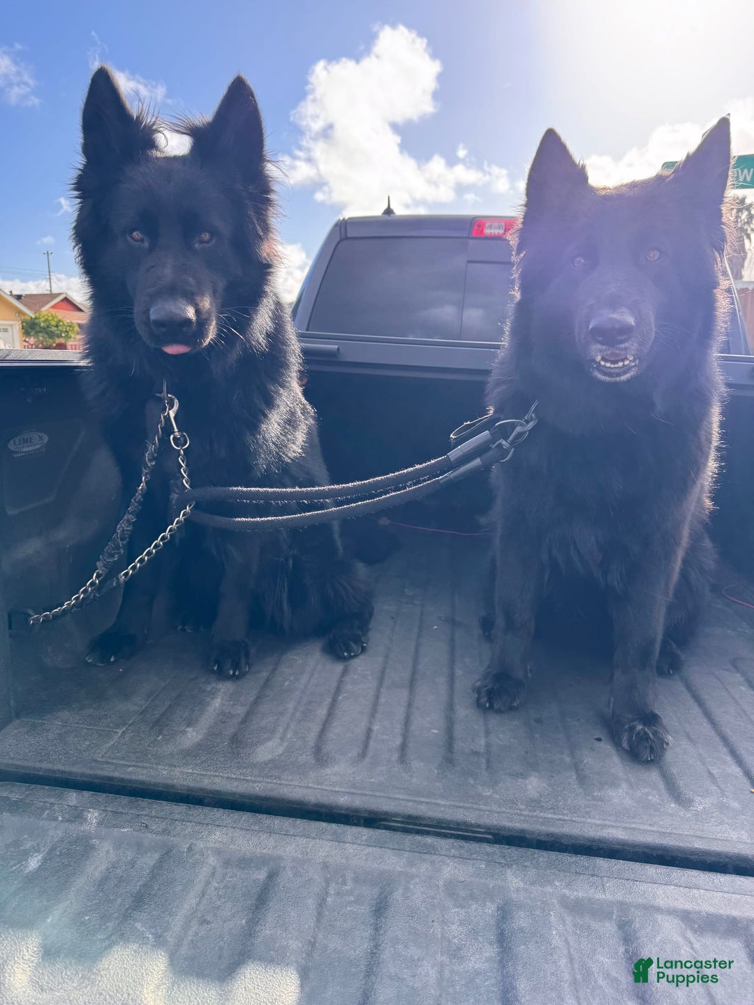 German Shepherd dogs for sale: Nemesis - Image 9