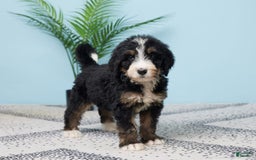 Bernedoodle dogs for sale: Chloe - Image 2