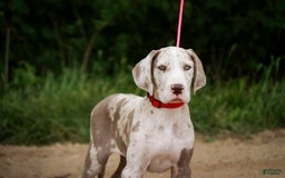 Great Dane dogs for sale: Jovie - Image 13
