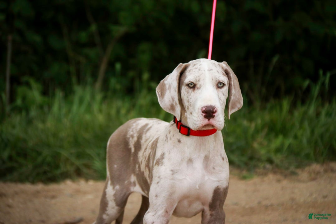 Great Dane dogs for sale: Jovie - Image 13