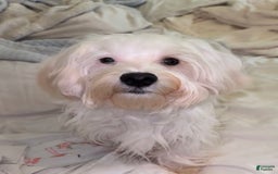 Morkie dogs for sale: Leo - Image 6