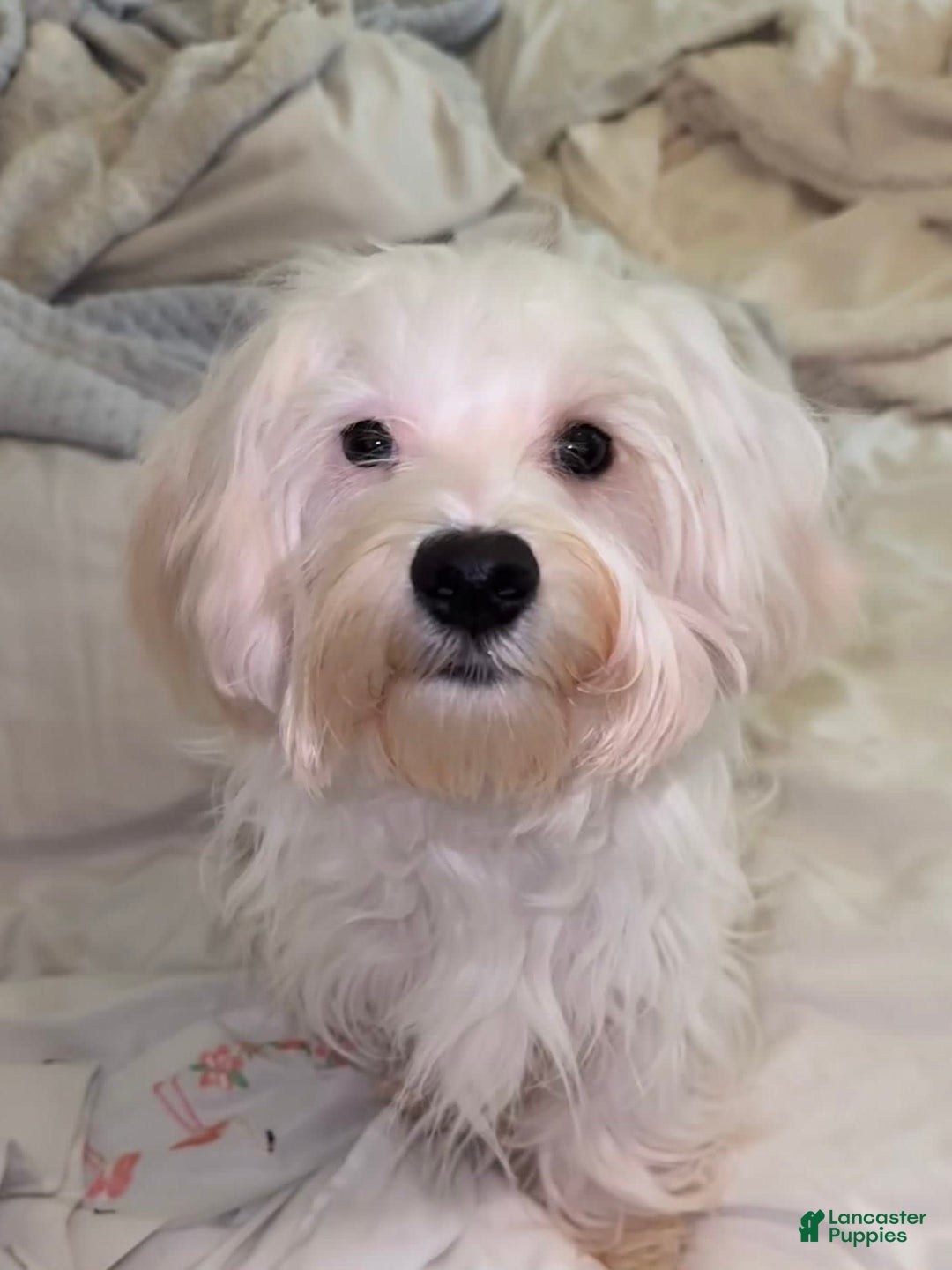 Morkie dogs for sale: Leo - Image 6