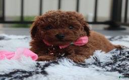 Toy Poodle dogs for sale: Haley - Image 4