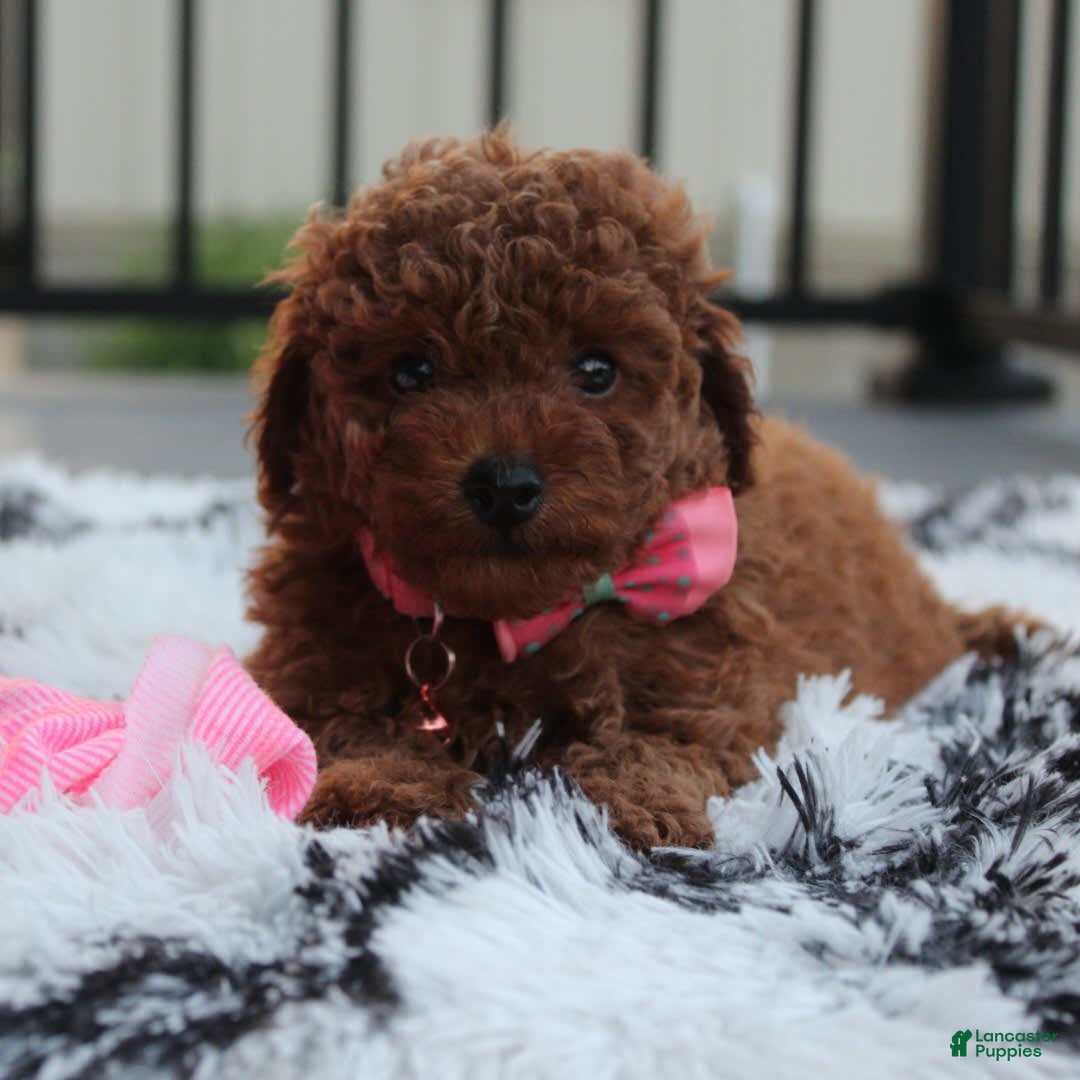 Toy Poodle dogs for sale: Haley - Image 4