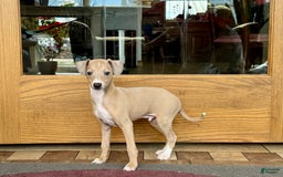 Italian Greyhound dogs for sale: RJ - Image 9