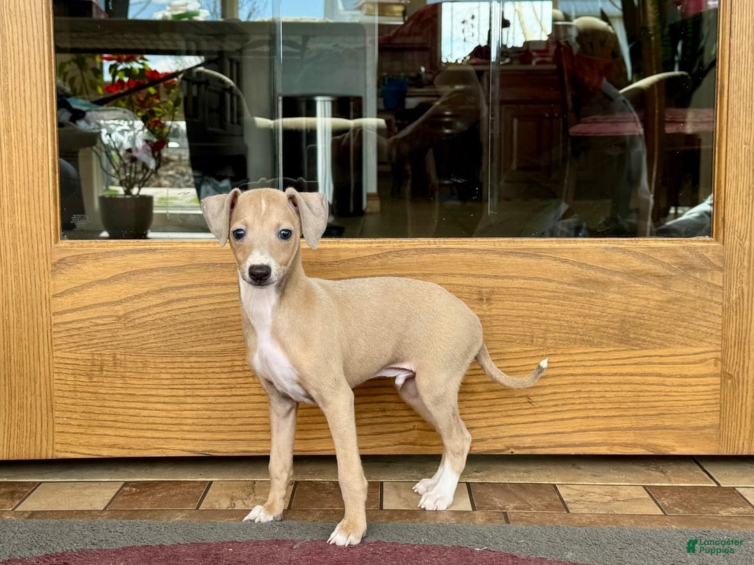 Italian Greyhound dogs for sale: RJ - Image 9