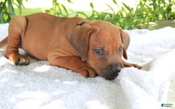 Rhodesian Ridgeback dogs for sale: Gavin - Image 10