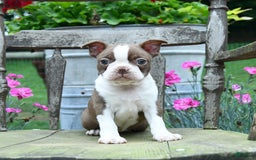 Boston Terrier dogs for sale: Brooke - Image 2