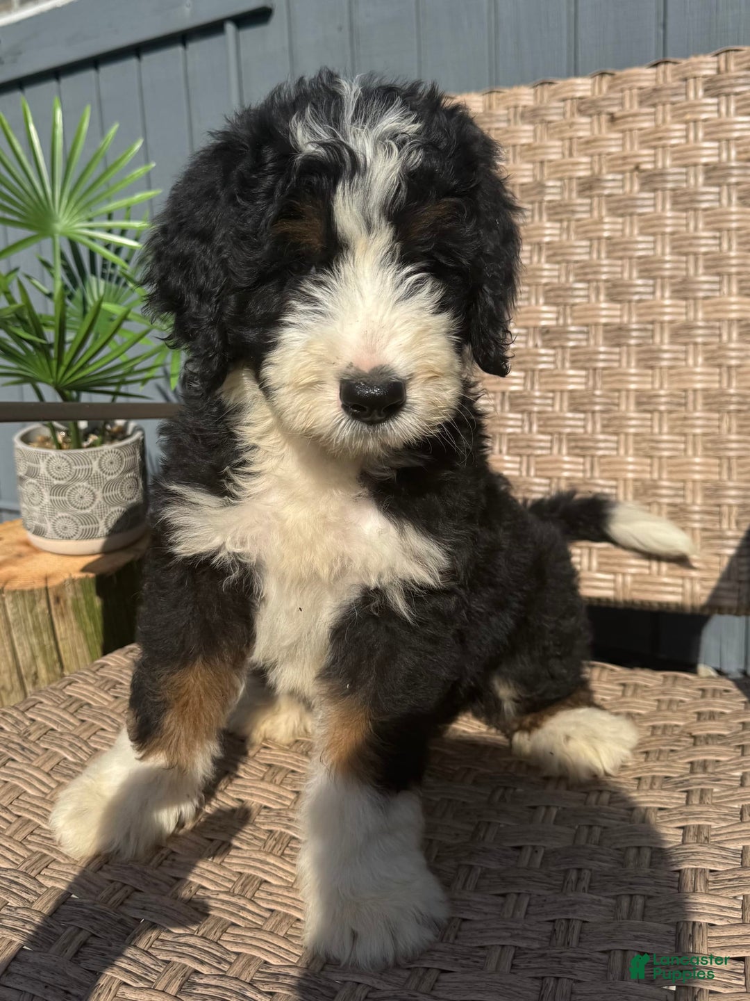 Bernedoodle dogs for sale: Max - Image 1