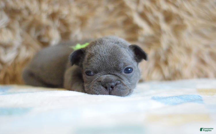 French Bulldog dogs for sale - Ad 3