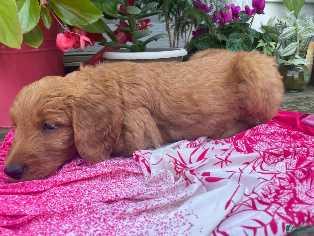 Goldendoodle dogs for sale: Coolidge - Image 8
