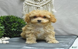 Bichpoo dogs for sale: Cody - Image 5