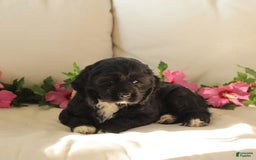 Cocker Spaniel dogs for sale: Sunshine - Image 1