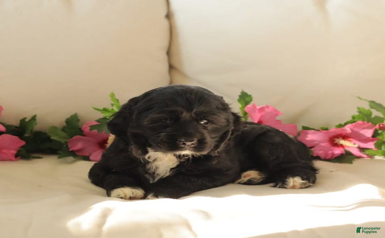 Cocker Spaniel dogs for sale - Ad 1