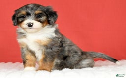 Bernedoodle dogs for sale: Stella - Image 1