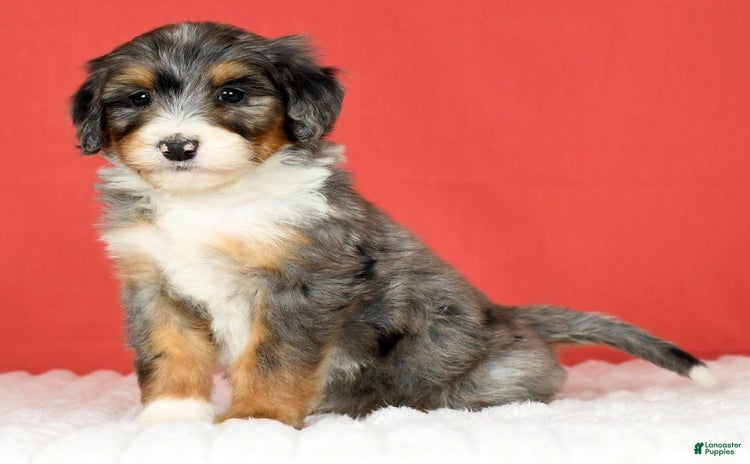 Bernedoodle dogs for sale - Ad 1
