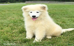 Samoyed dogs for sale: Daffodil - Image 8