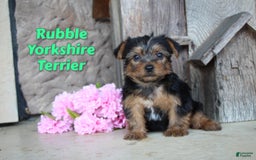 Yorkshire Terrier dogs for sale: Rubble - Image 1