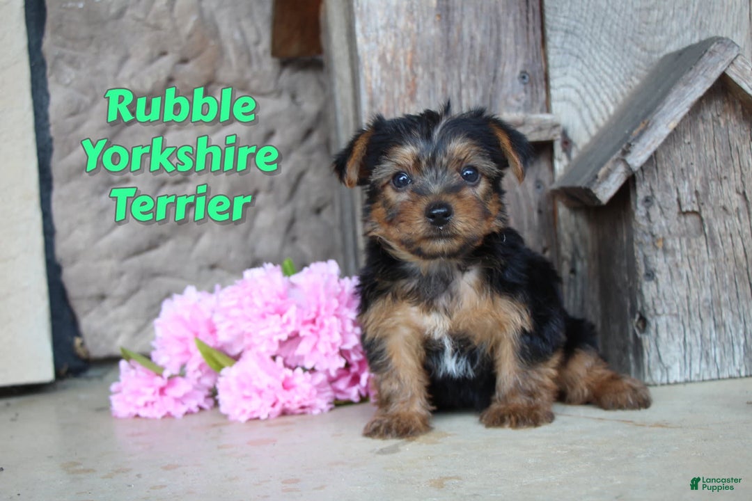 Yorkshire Terrier dogs for sale: Rubble - Image 1