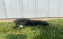 Mini Aussiedoodle dogs for sale: Honey - Image 5