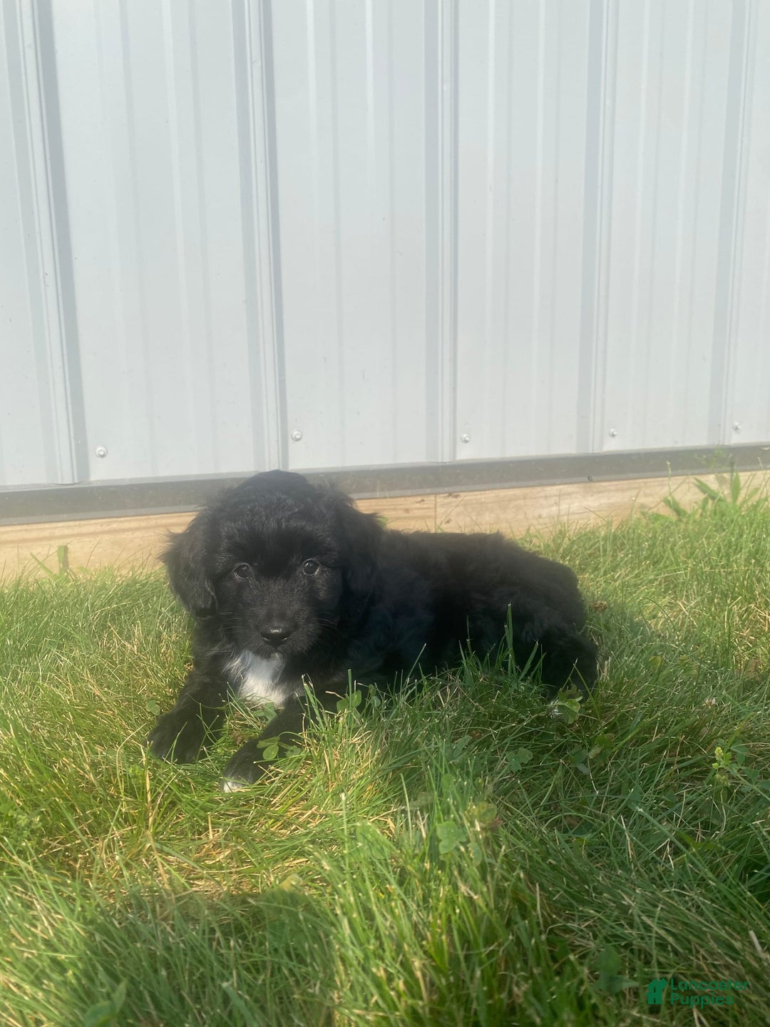 Mini Aussiedoodle dogs for sale: Honey - Image 5