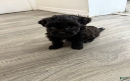 Shih Tzu dogs for sale: Kobe - Image 1