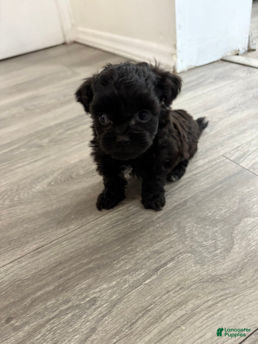 Shih Tzu dogs for sale: Kobe - Image 1