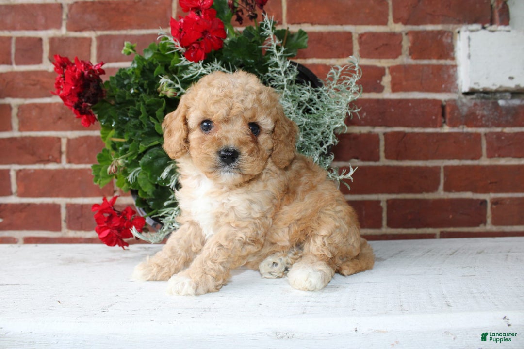 Cavapoo dogs for sale: Almond - Image 4