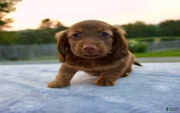 Miniature Dachshund dogs for sale: Otis - Image 1