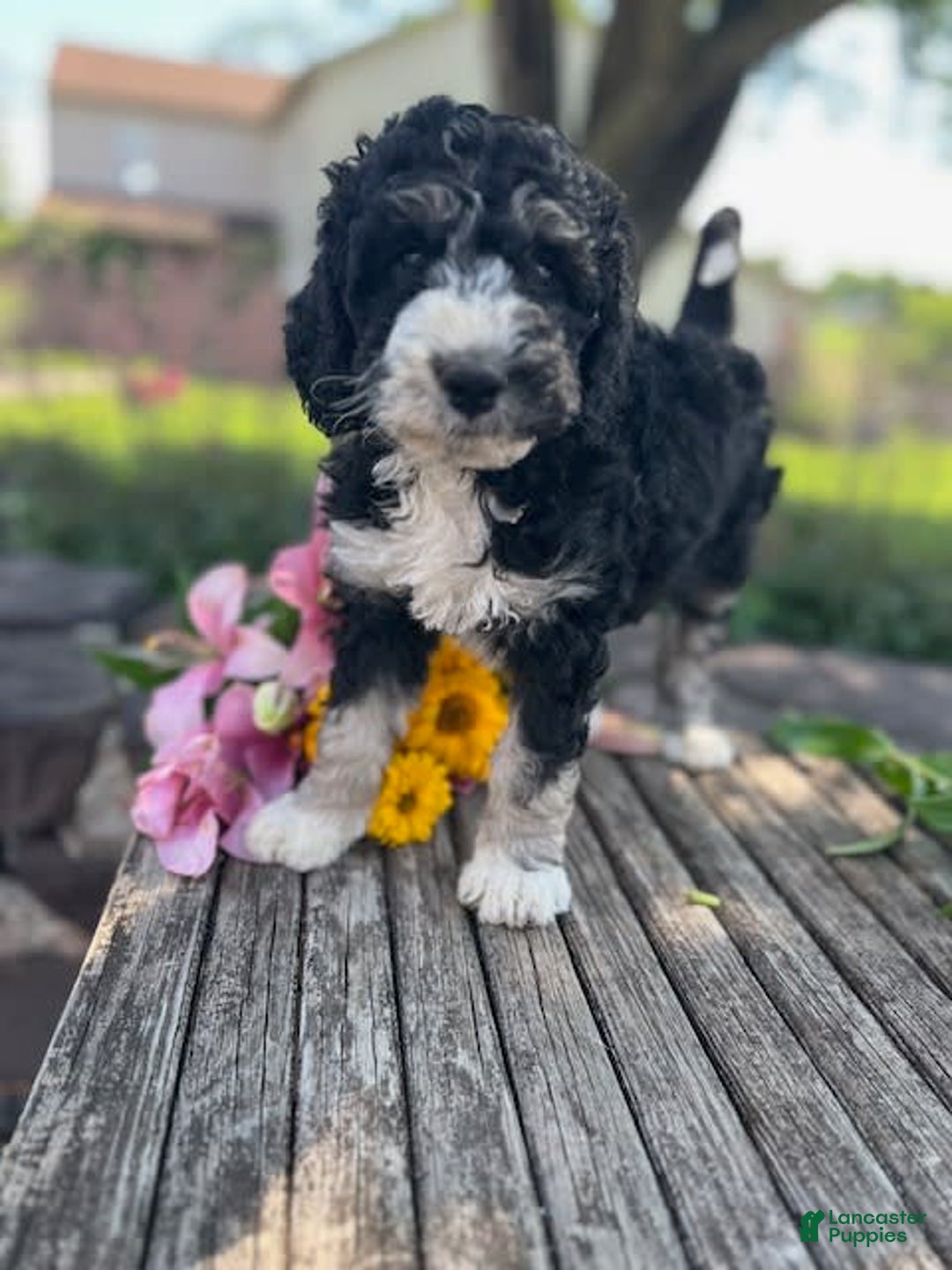 Bernedoodle dogs for sale: Pearl - Image 3