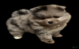 Pomeranian dogs for sale: Dotty - Image 8