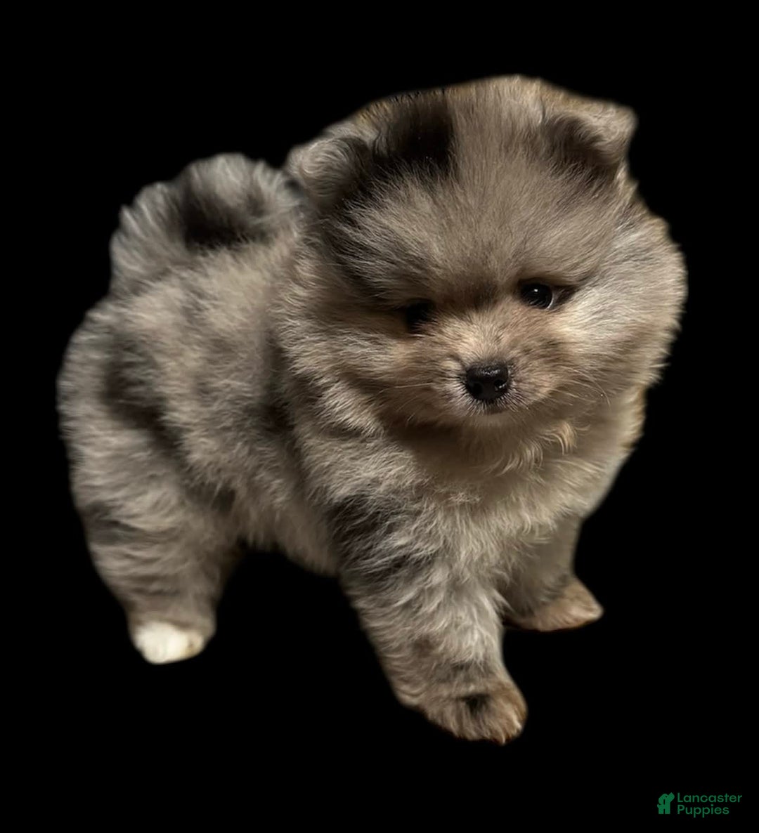Pomeranian dogs for sale: Dotty - Image 8