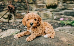 Cavapoo dogs for sale: Leia - Image 7