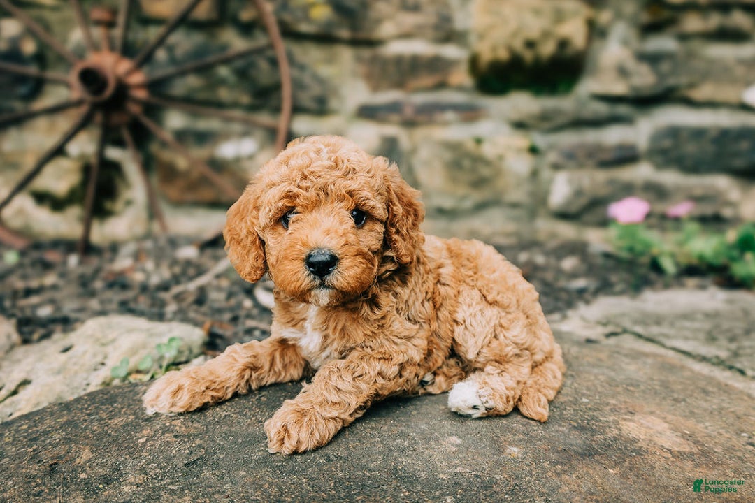 Cavapoo dogs for sale: Leia - Image 7
