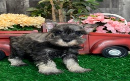 Miniature Schnauzer dogs for sale: Katie - Image 2