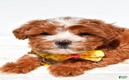 Maltipoo dogs for sale: Dexter - Image 2
