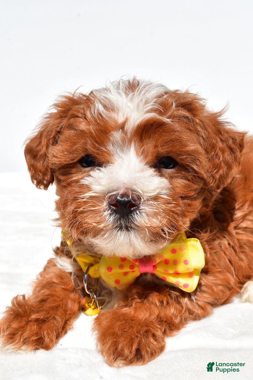 Maltipoo dogs for sale: Dexter - Image 2