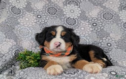Bernese Mountain Dog dogs for sale: Fletcher - Image 2
