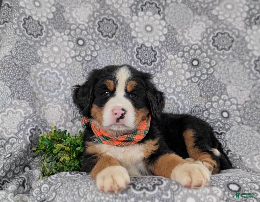 Bernese Mountain Dog dogs for sale: Fletcher - Image 2
