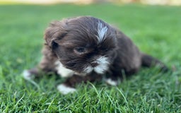 Shih Tzu dogs for sale: Snickers Aca - Image 6